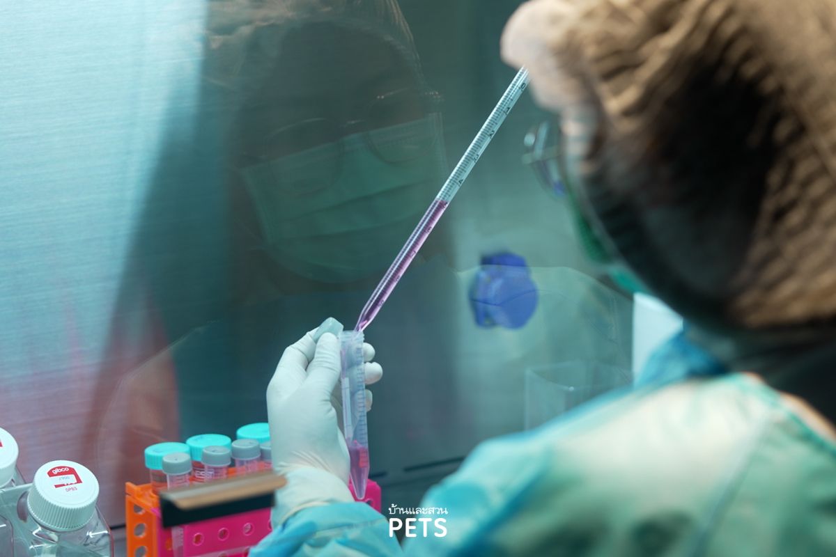 PetgeneX, การรักษาสัตว์เลี้ยงด้วยสเต็มเซลล์, การรักษาสัตว์เลี้ยง, ธนาคารสเต็มเซลล์