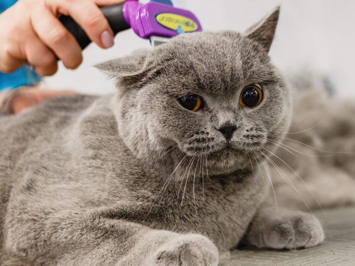 ผู้ปกครองสัตว์เลี้ยง, การดูแลสัตว์, ค่ารักษาสัตว์เลี้ยง, 