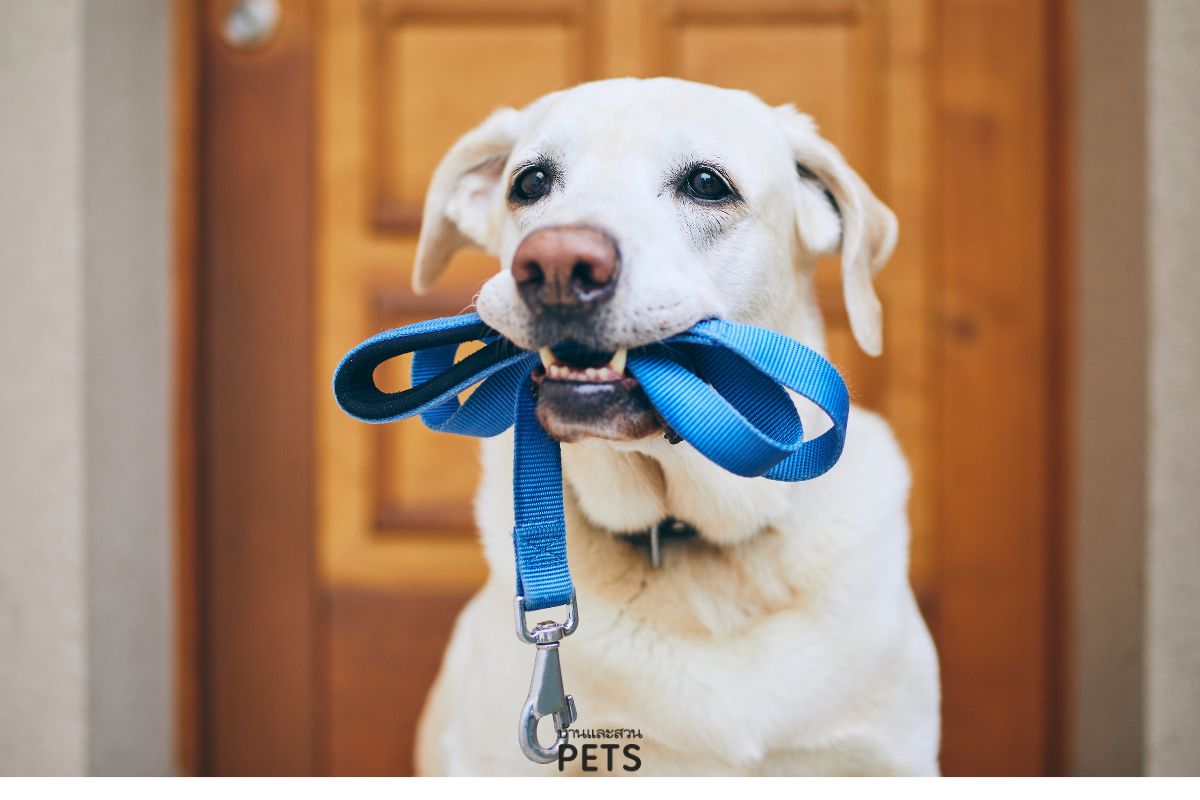 นาฬิกาชีวิตของสุนัข, สุนัขรู้ว่าเรากำลังจะกลับบ้าน, สุนัขคอยเราที่หน้าประตู