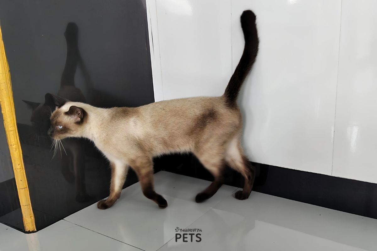 แมวเดินตามตลอดเวลา, แมวชอบเดินตาม, แมวเดินตามเรา