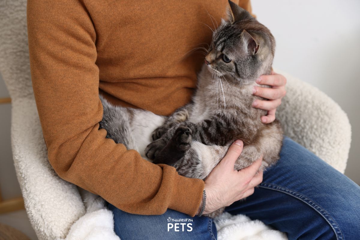 แมวเดินตามตลอดเวลา, แมวชอบเดินตาม, แมวเดินตามเรา