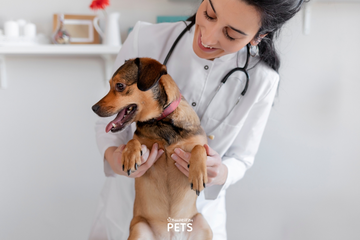 ตับอ่อนอักเสบในสุนัข. สุนัขอาเจียน, อาหารสุนัข,