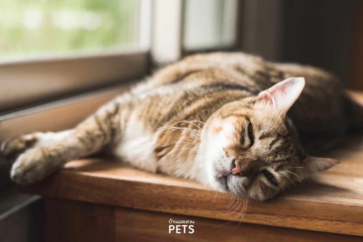 แมวชอบนอนตากแดด, แมวชอบนอนกลางวัน. แมวชอบตากแดด, 