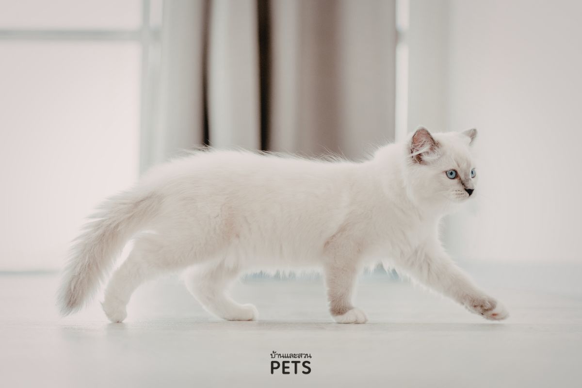 แมวเดินตามตลอดเวลา, แมวชอบเดินตาม, แมวเดินตามเรา