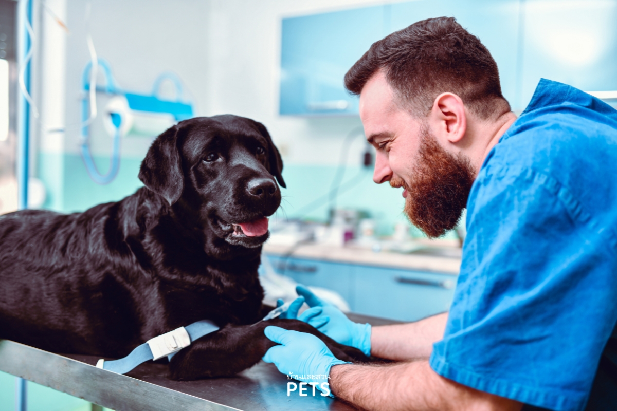 ตับอ่อนอักเสบในสุนัข. สุนัขอาเจียน, อาหารสุนัข,