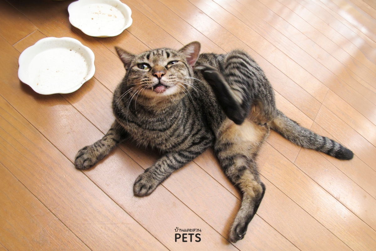 แมวหูบวม, โรคเกี่ยวกับหูในแมว, หูแมว