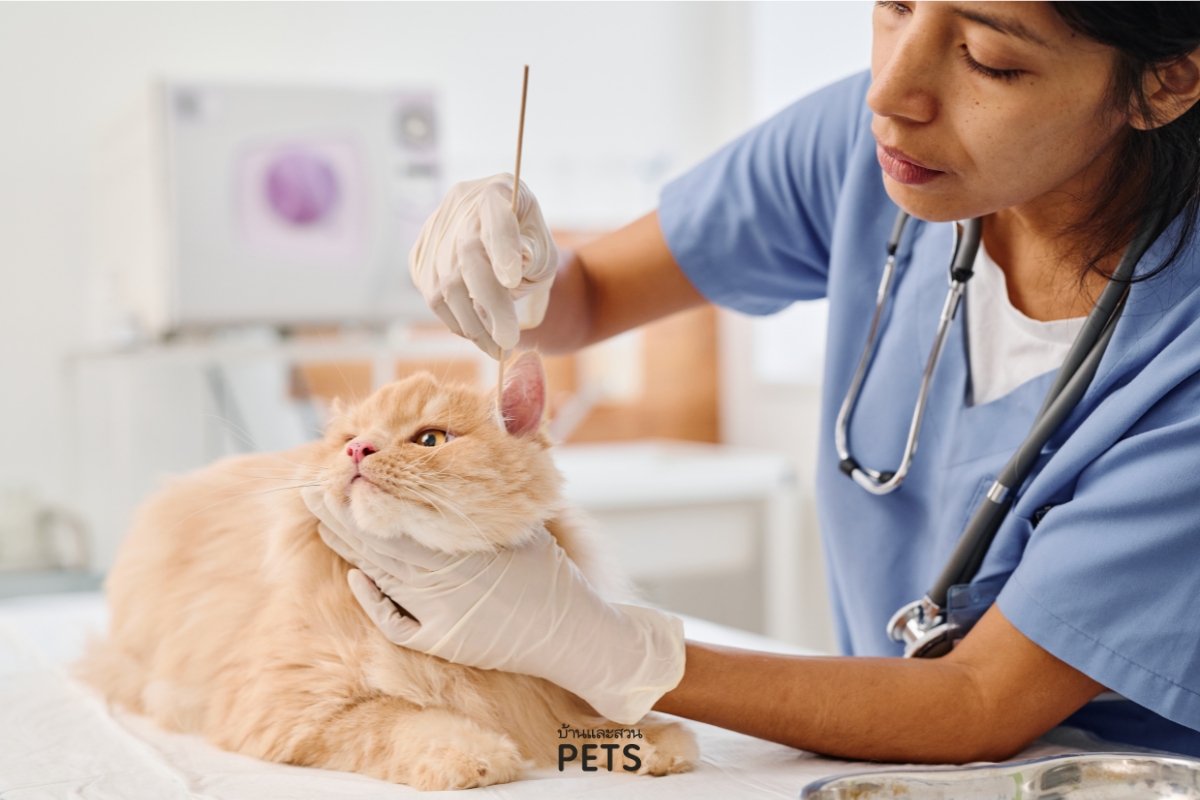 แมวหูบวม, โรคเกี่ยวกับหูในแมว, หูแมว