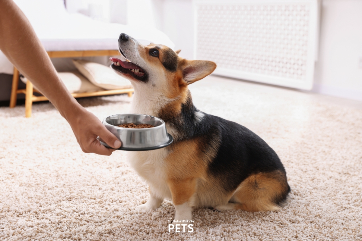 ตับอ่อนอักเสบในสุนัข. สุนัขอาเจียน, อาหารสุนัข,