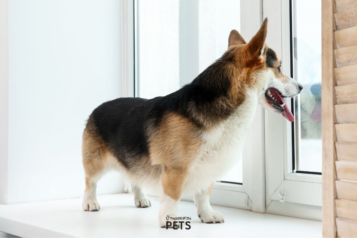 นาฬิกาชีวิตของสุนัข, สุนัขรู้ว่าเรากำลังจะกลับบ้าน, สุนัขคอยเราที่หน้าประตู