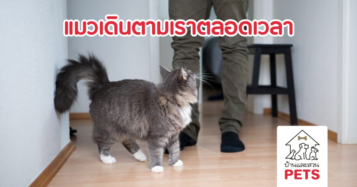 ทำไม แมวเดินตามตลอดเวลา? พร้อมสาเหตุ และการรับมือเหมือนรู้ใจแมว