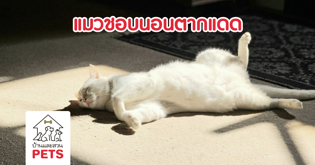ทำไม แมวชอบนอนตากแดด ไม่ว่าอากาศจะร้อนแค่ไหนก็ตาม