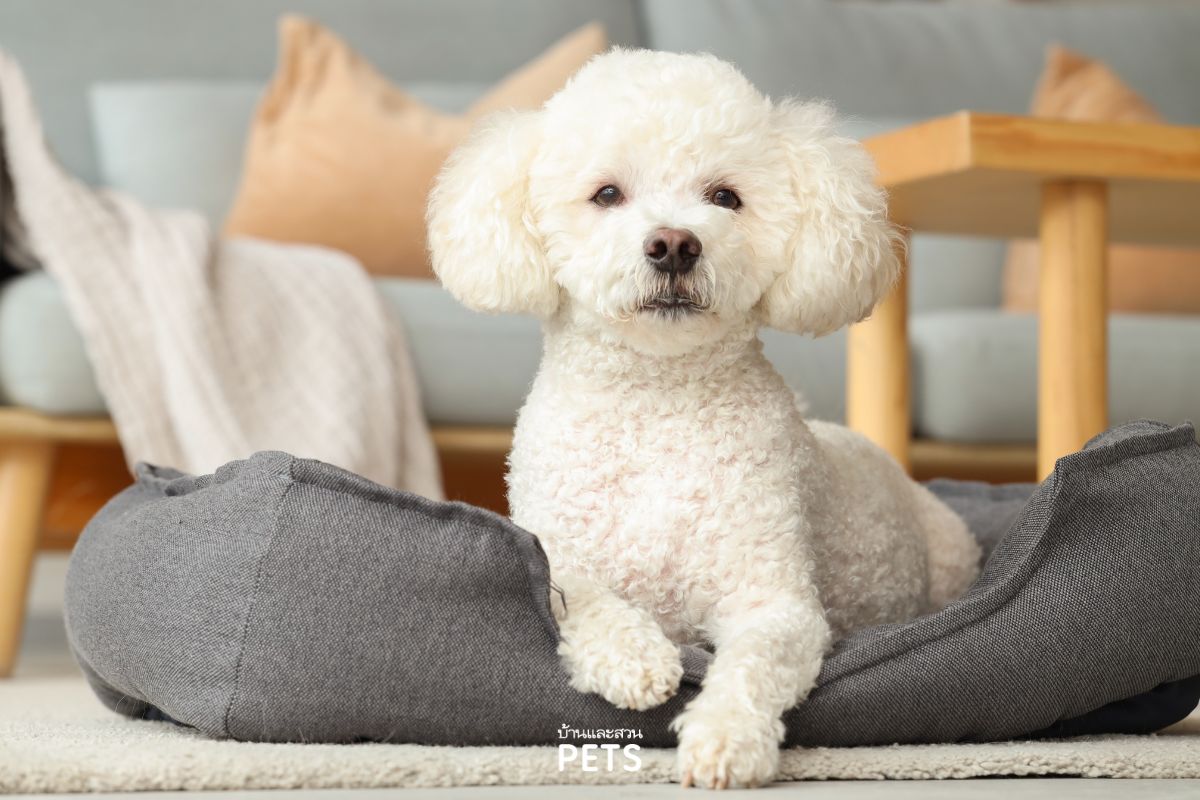 การปล่อยสุนัขอยู่บ้านเพียงลำพัง, ปล่อยน้องหมาไว้ที่บ้านตัวเดียว