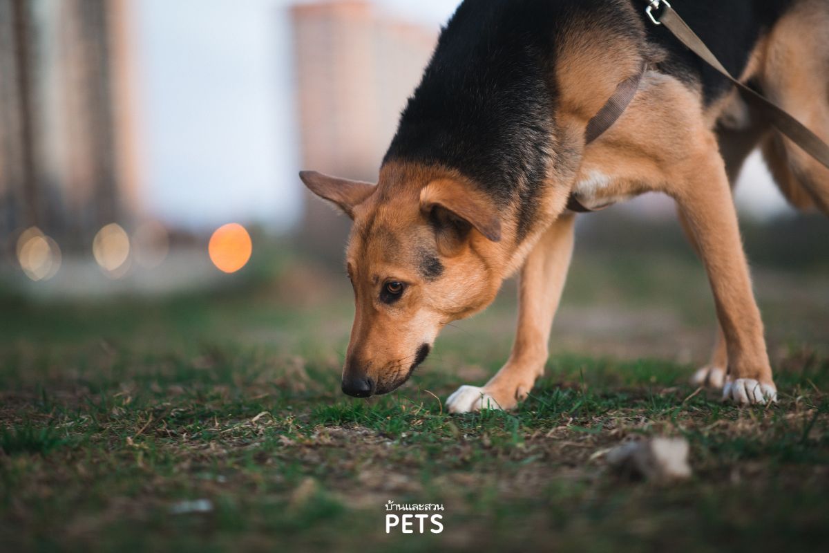 การออกกำลังกายของสุนัข ในช่วงอากาศร้อน,