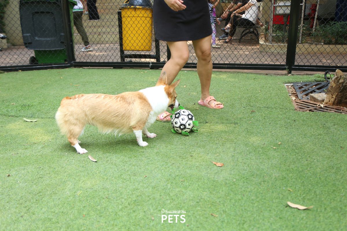 การออกกำลังกายของสุนัข ในช่วงอากาศร้อน,