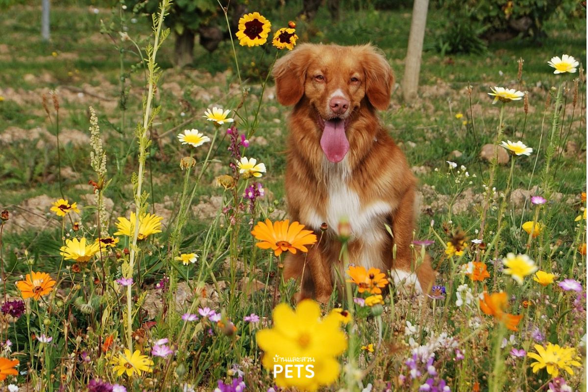 สุนัขเกาหูไม่หยุด, สุนัขเกาหูตัวเองบ่อย 