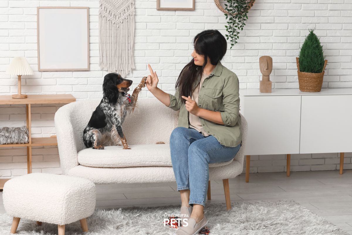 การปล่อยสุนัขอยู่บ้านเพียงลำพัง, ปล่อยน้องหมาไว้ที่บ้านตัวเดียว