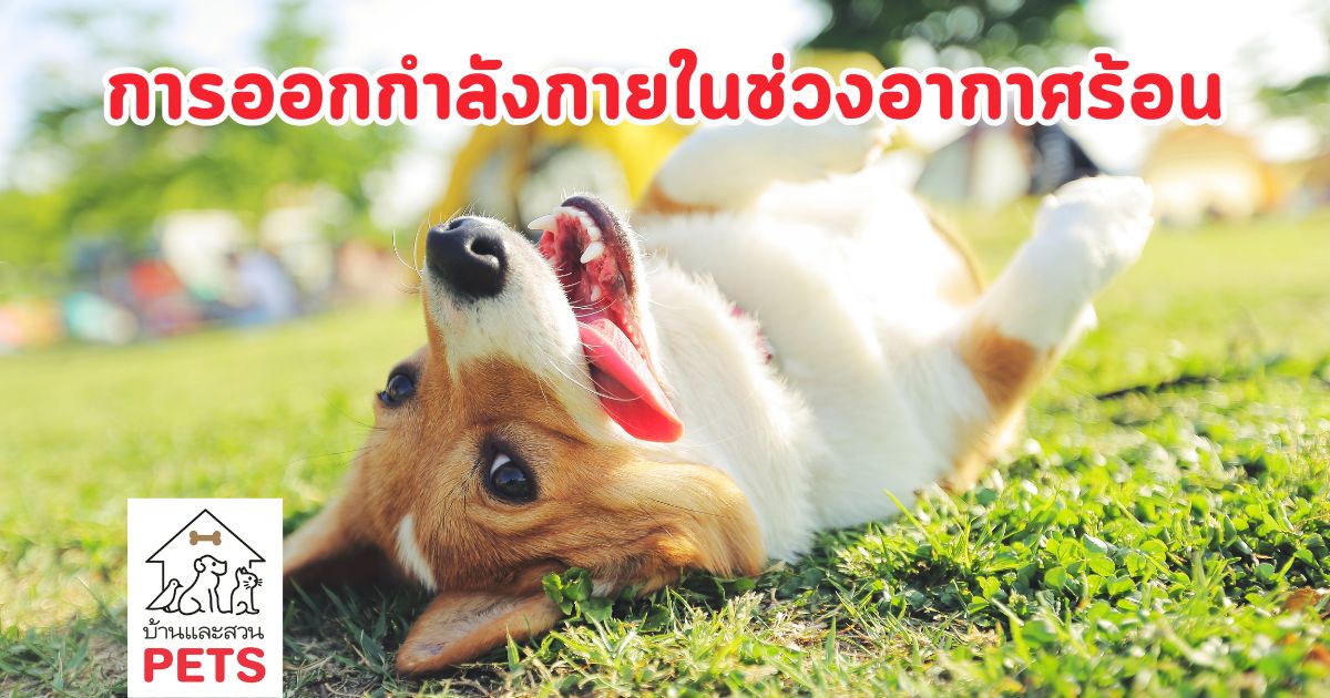 คู่มือ การออกกำลังกายของสุนัข ในช่วงอากาศร้อน ฉบับมือโปร