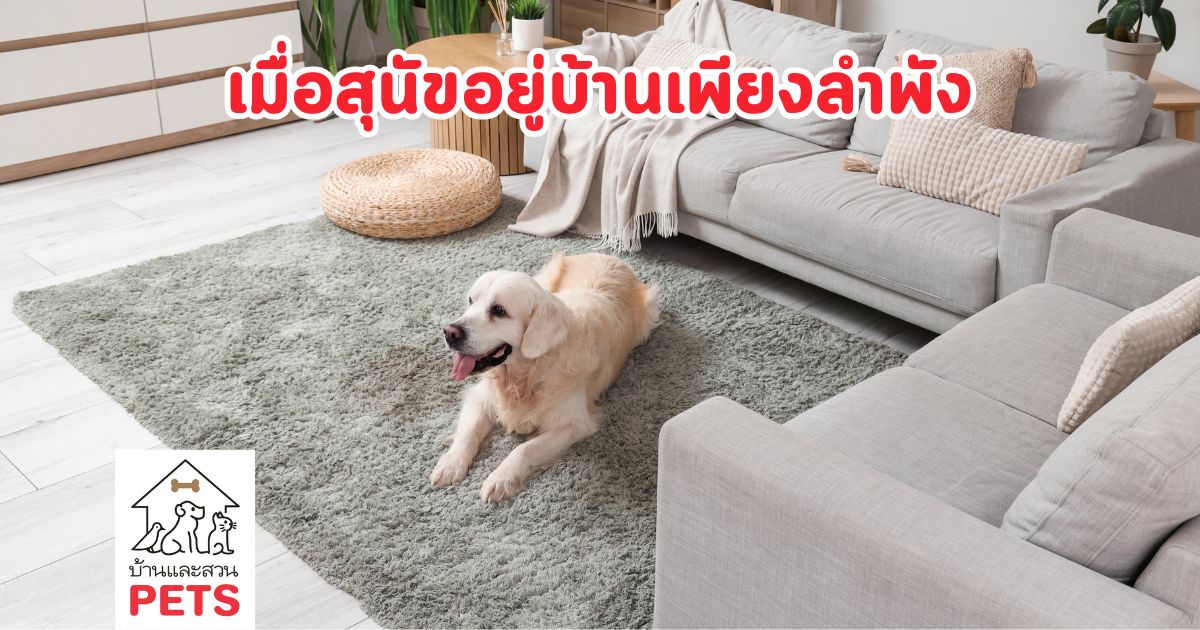 เมื่อเราต้องรับมือกับ การปล่อยสุนัขอยู่บ้านเพียงลำพัง