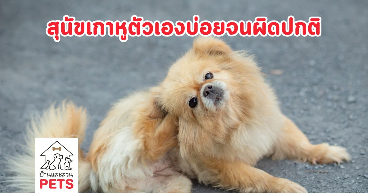 ทำไม สุนัขเกาหูตัวเองบ่อย
