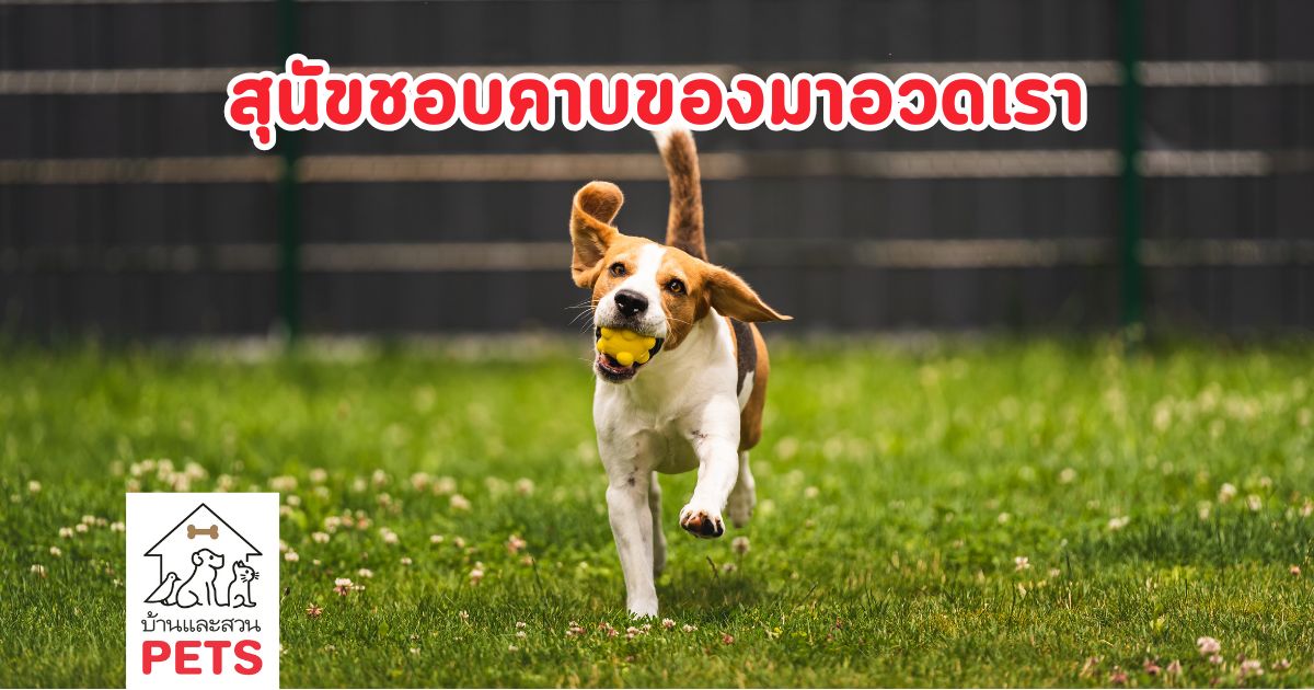 ทำไม สุนัขชอบคาบของมาอวด แต่ไม่ยอมปล่อยให้เรา
