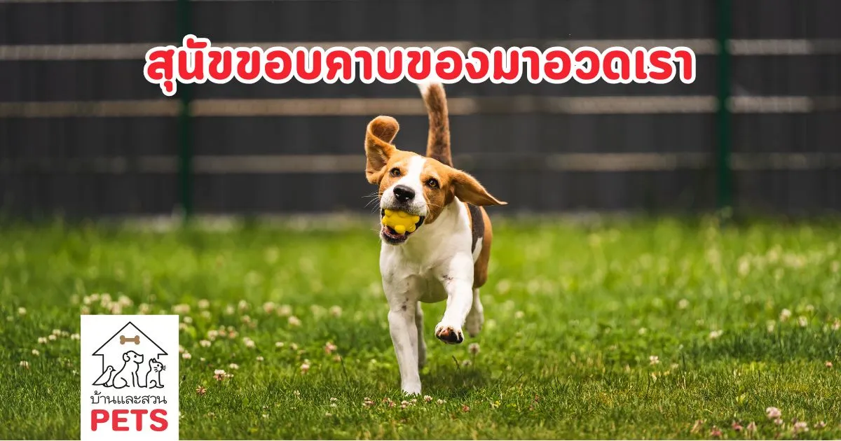 ทำไม สุนัขชอบคาบของมาอวด แต่ไม่ยอมปล่อยให้เรา