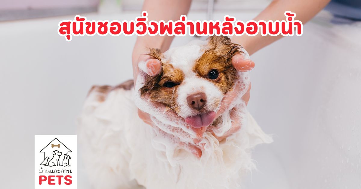 ทำไม สุนัขวิ่งพล่านหลังอาบน้ำ เผยความลับของพฤติกรรมชวนขำ