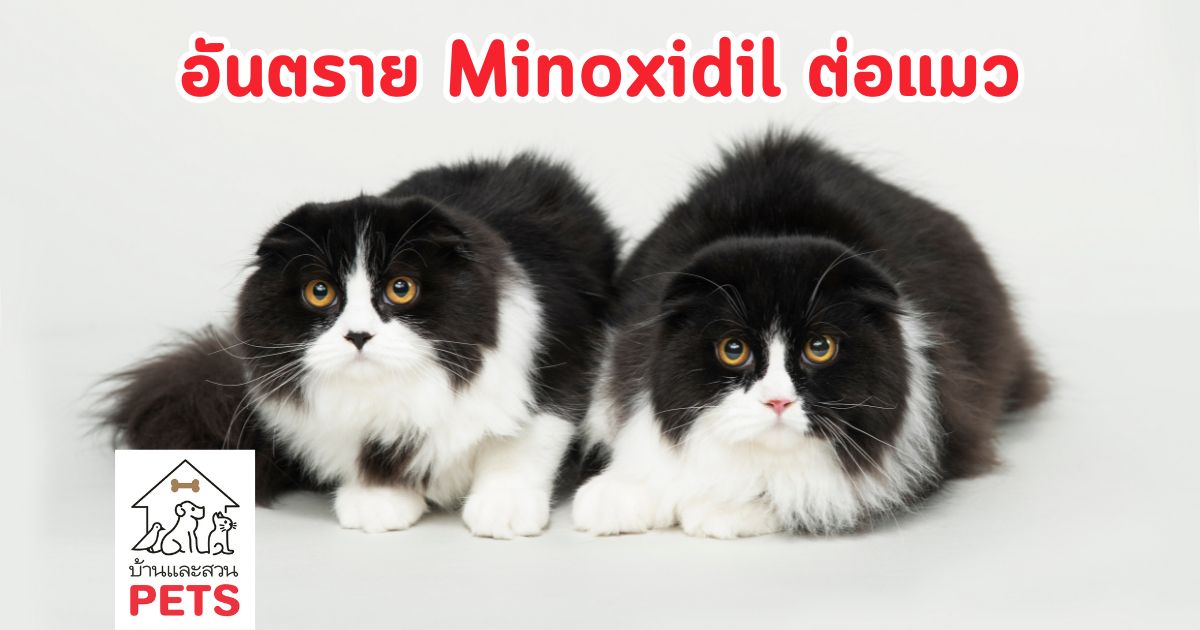 Minoxidil อันตรายต่อแมว อย่างไร