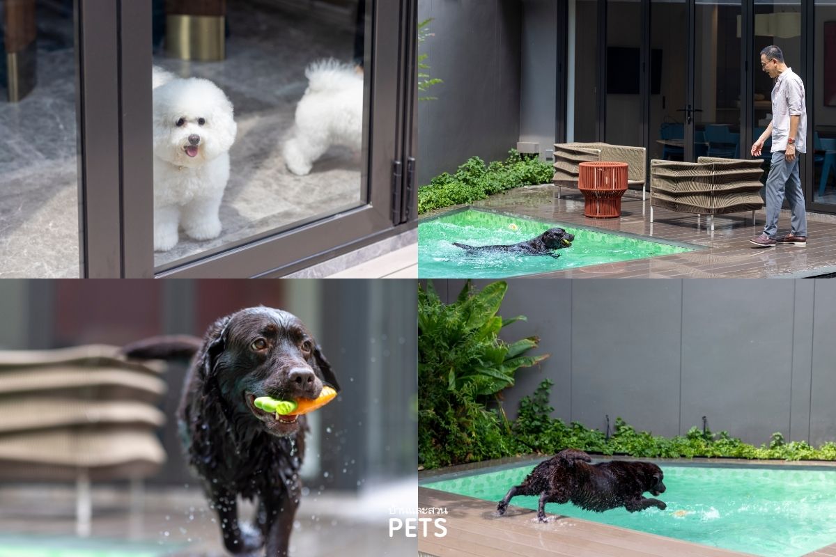 คอนโด Pet-Friendly, SCOPE, คุณยงยุทธ