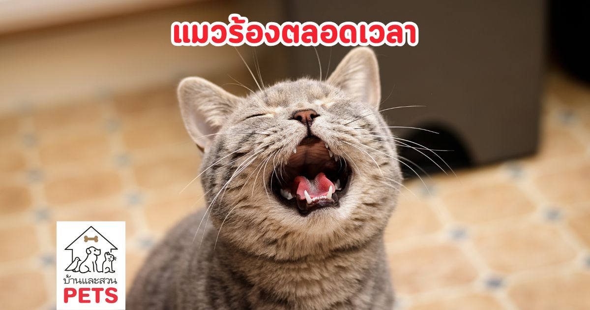 ทำไม แมวร้องตลอดเวลา