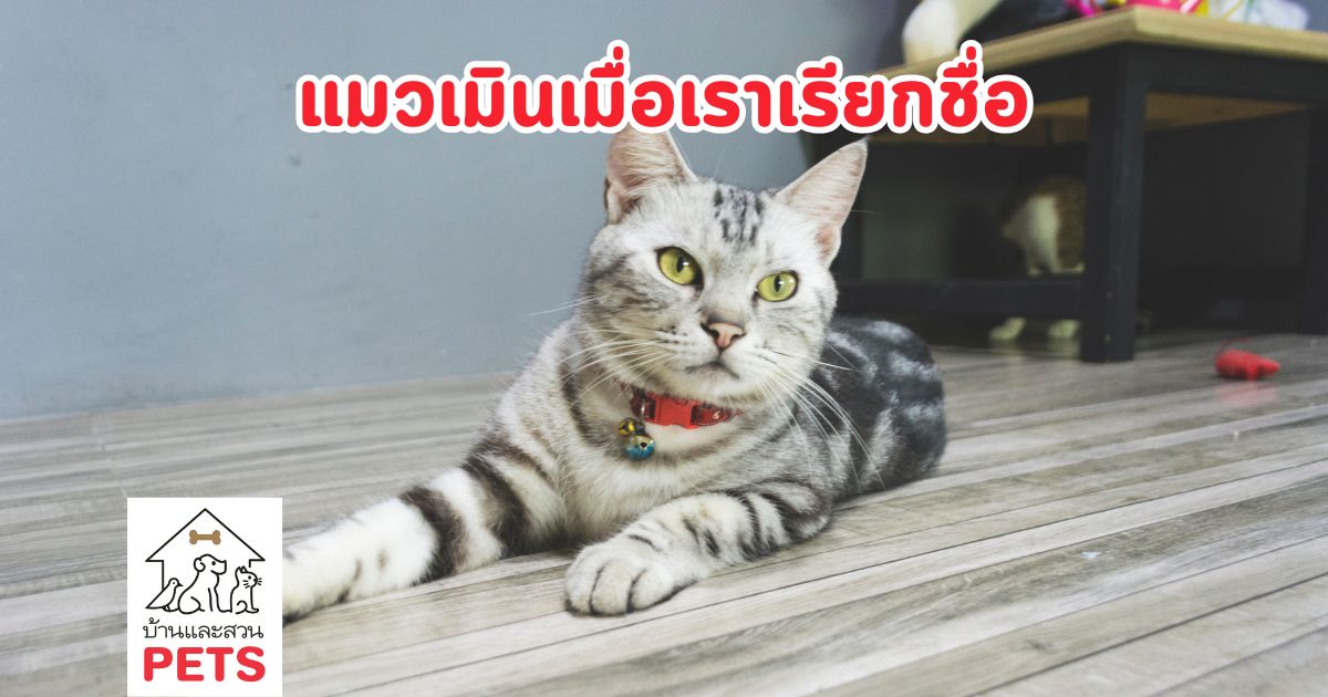 ทำไม แมวชอบเมินเวลาเจ้าของเรียก