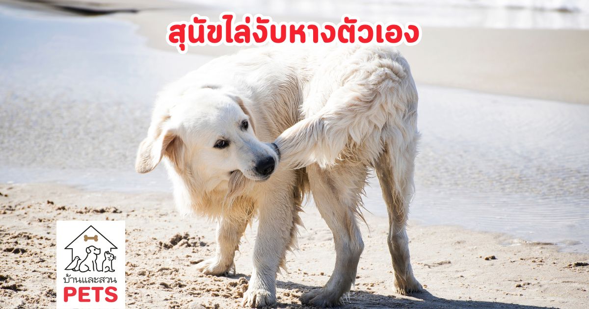ทำไม สุนัขชอบไล่งับหางตัวเอง