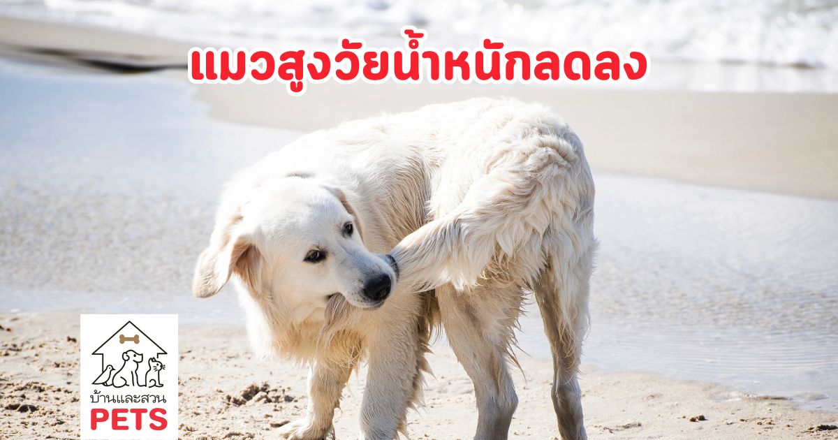 ทำไม สุนัขชอบไล่งับหางตัวเอง