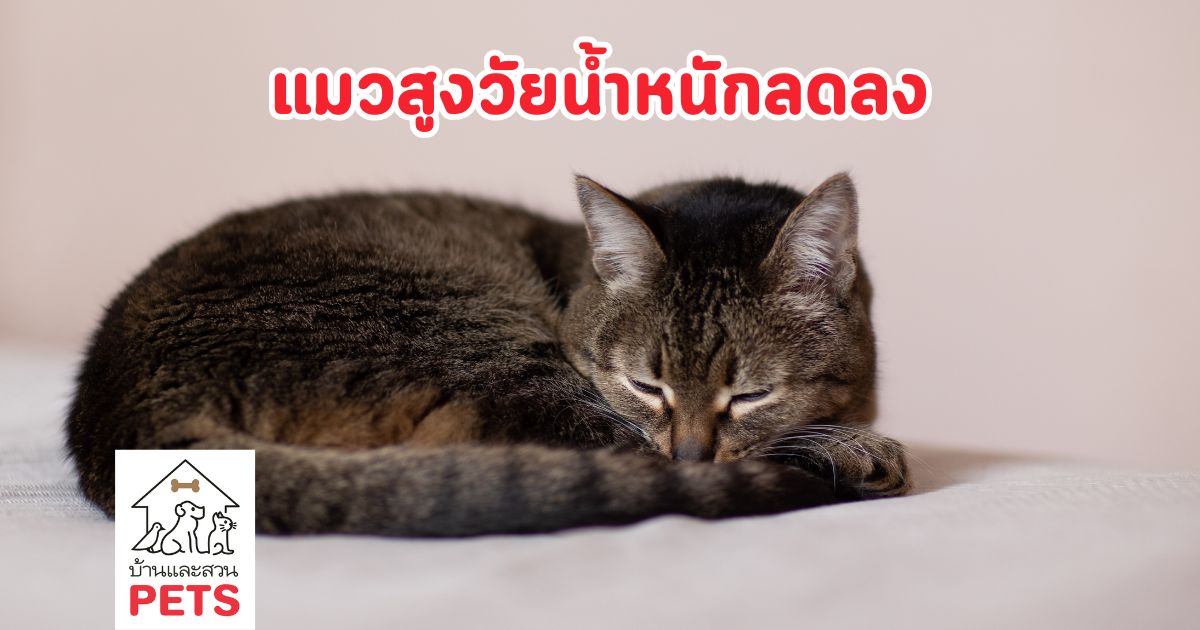 ทำไม แมวสูงวัยน้ำหนักลดลง