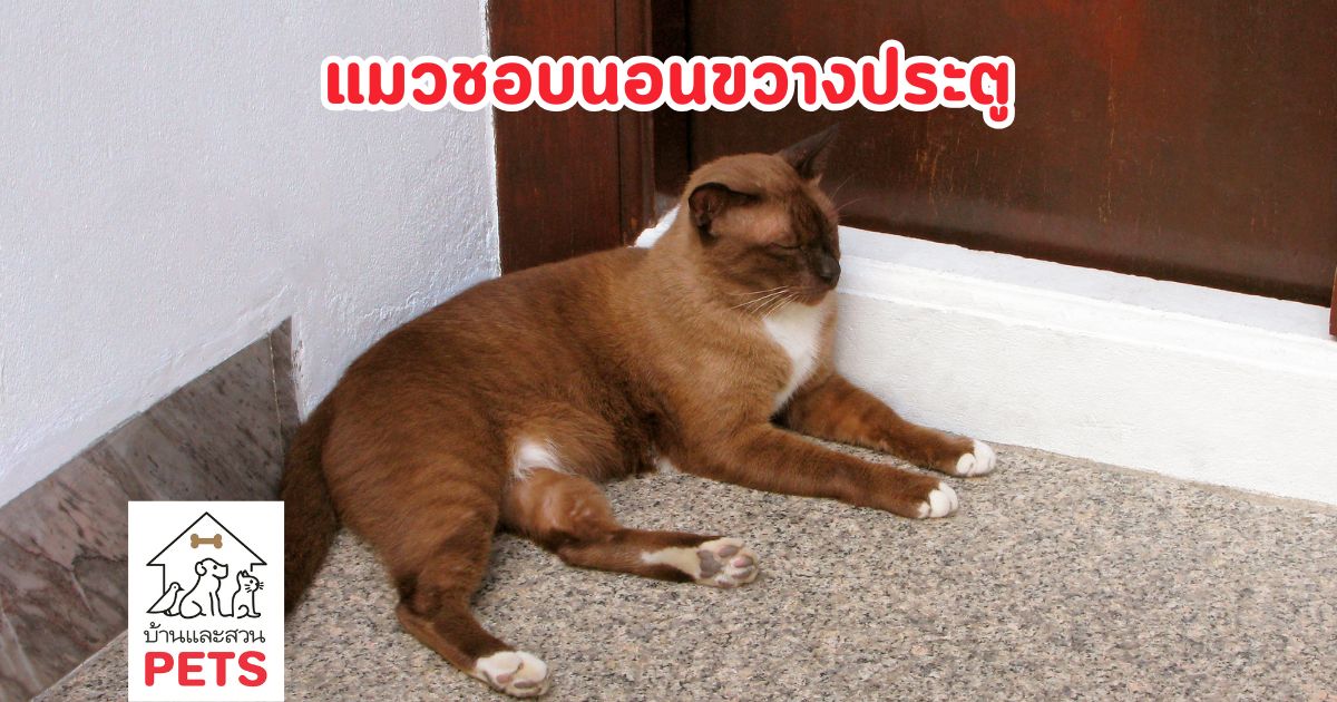 ทำไมแมวชอบนอนขวางประตู พฤติกรรมกวนใจที่เต็มไปด้วยความรักและกลยุทธ์