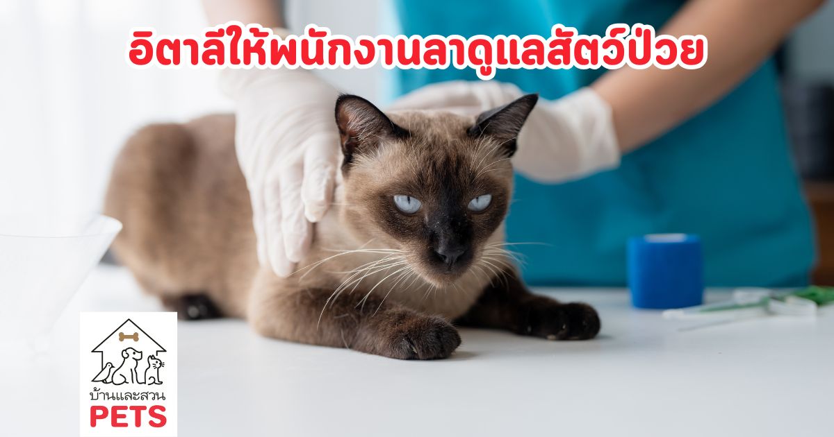 อิตาลีประกาศให้สิทธิ์ 