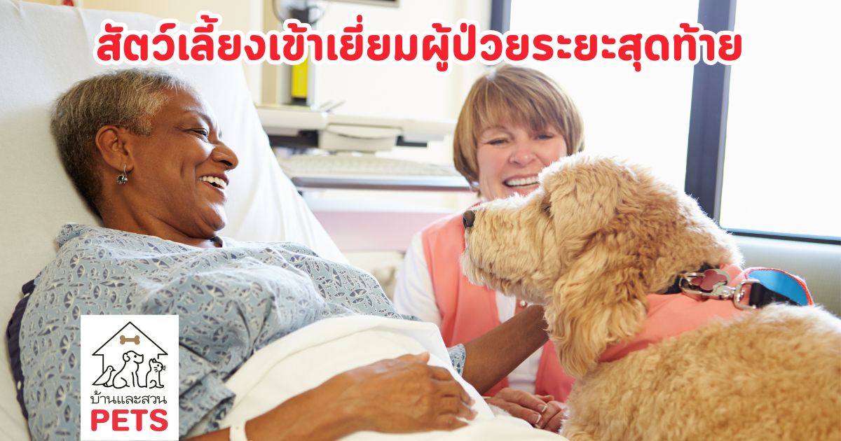 โปแลนด์เตรียมผ่านกฎหมาย สิทธิ สัตว์เลี้ยงเยี่ยมเจ้าของ ในวาระสุดท้ายของชีวิต