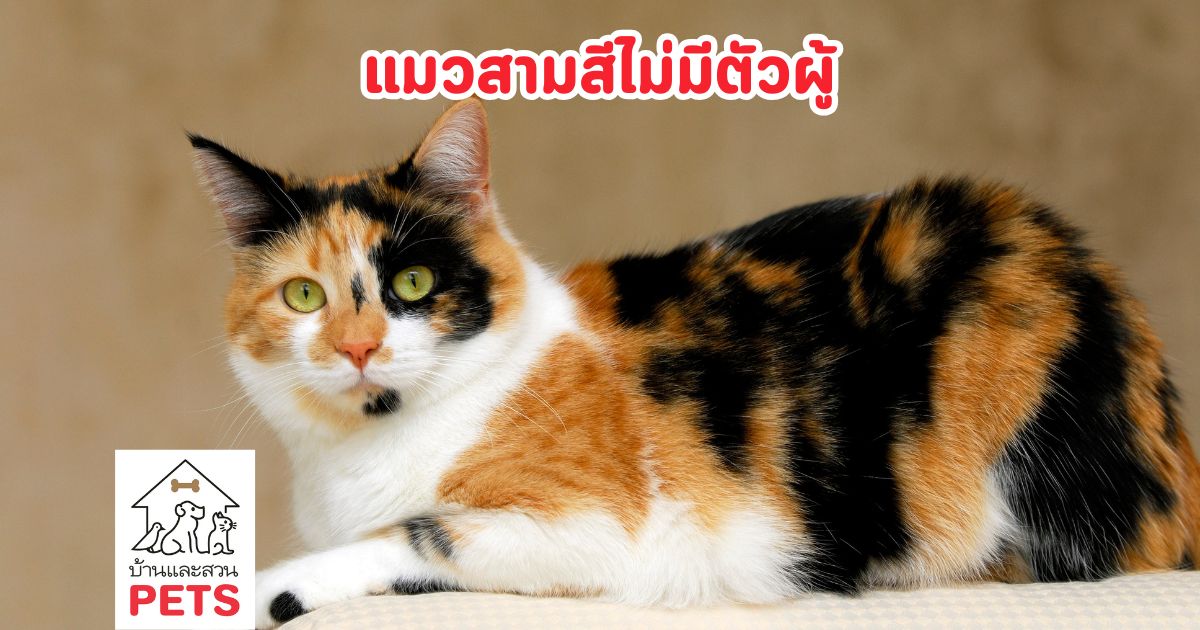แมวสามสีไม่มีตัวผู้ ไขปริศนาพันธุศาสตร์ และเรื่องราวของแมวสามสี