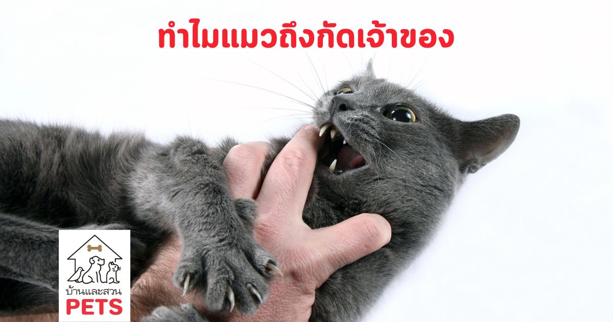 ทำไม แมวถึงกัดเจ้าของ ไขความลับเบื้องหลังความรักและความเจ็บปวด